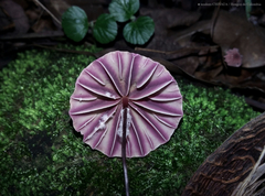 Marasmius tageticolor