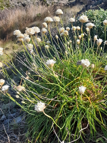 White Thrift (Armeria ruscinonensis)