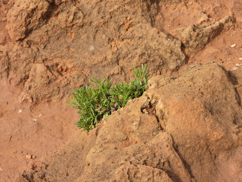 rock samphire