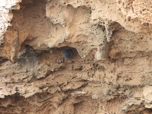 Rock Pigeon