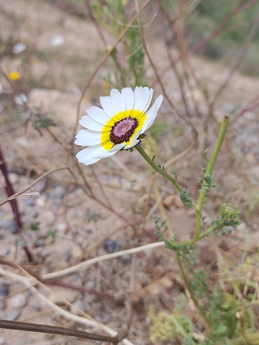 Tricolor Chrysanthemum (Ismelia carinata)