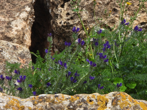 sand viper's bugloss