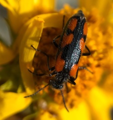 Eupompha elegans