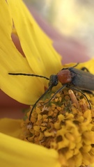 Nemognatha cantharidis