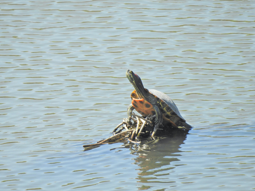 Pond Slider
