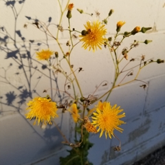 Sonchus asper