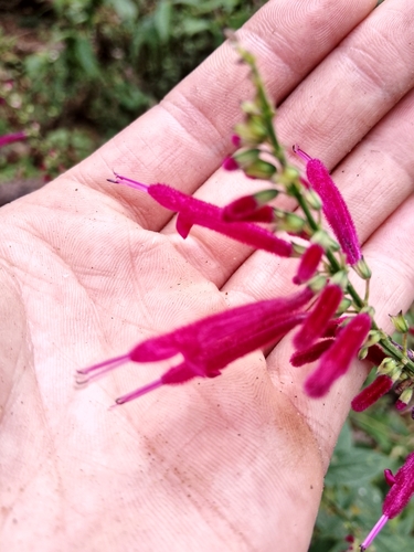 Mexican fuchsia sage (Salvia iodantha)