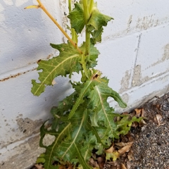Sonchus asper