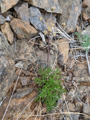 Lomatium observatorium