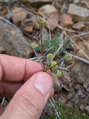 Lomatium observatorium