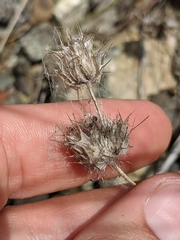 Acanthomintha lanceolata