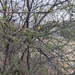 Acacia ehrenbergiana