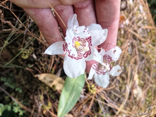 Rhynchostele cervantesii, photograph 3
