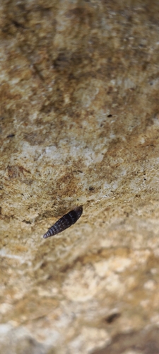 Clausilia bidentata