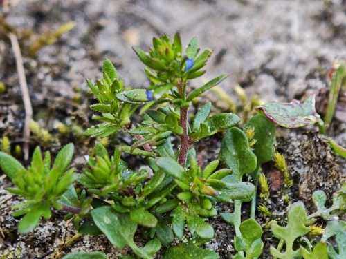Spring Speedwell (Veronica verna)