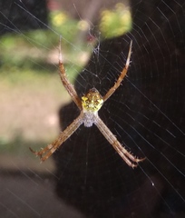 Argiope appensa