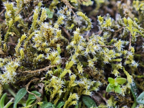 Hoary Fringe-moss (Racomitrium canescens)