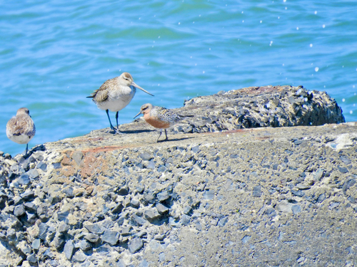 Red Knot