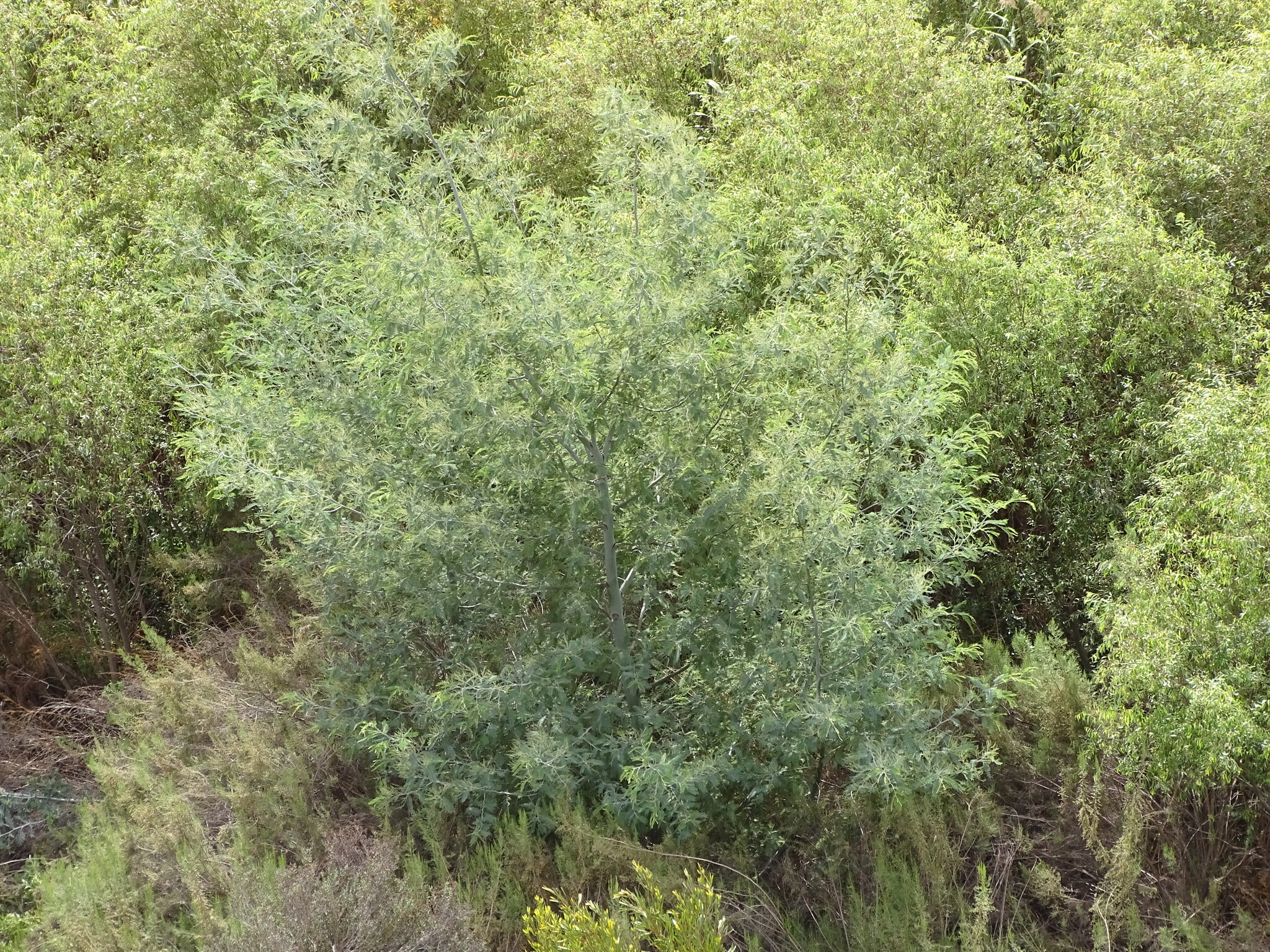 Silver Wattle (Acacia dealbata)