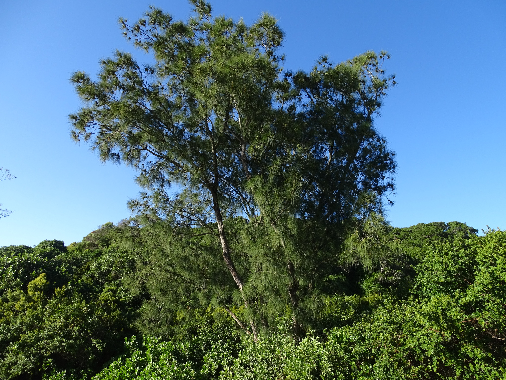 River Sheoak (Casuarina cunninghamiana)