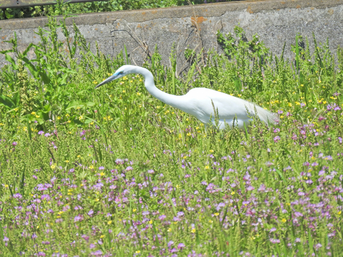 Great Egret