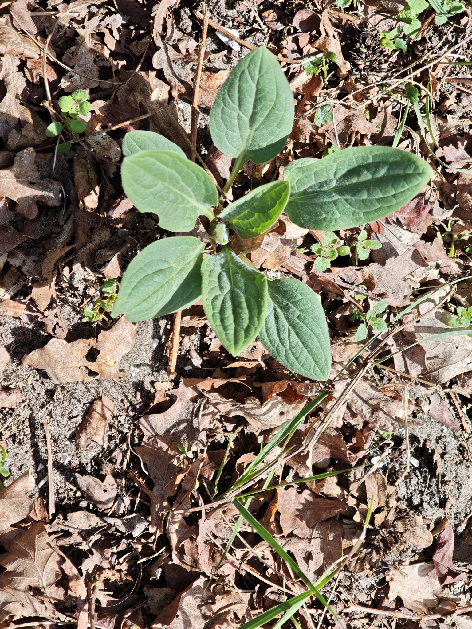 Gypsyflower (Cynoglossum officinale)