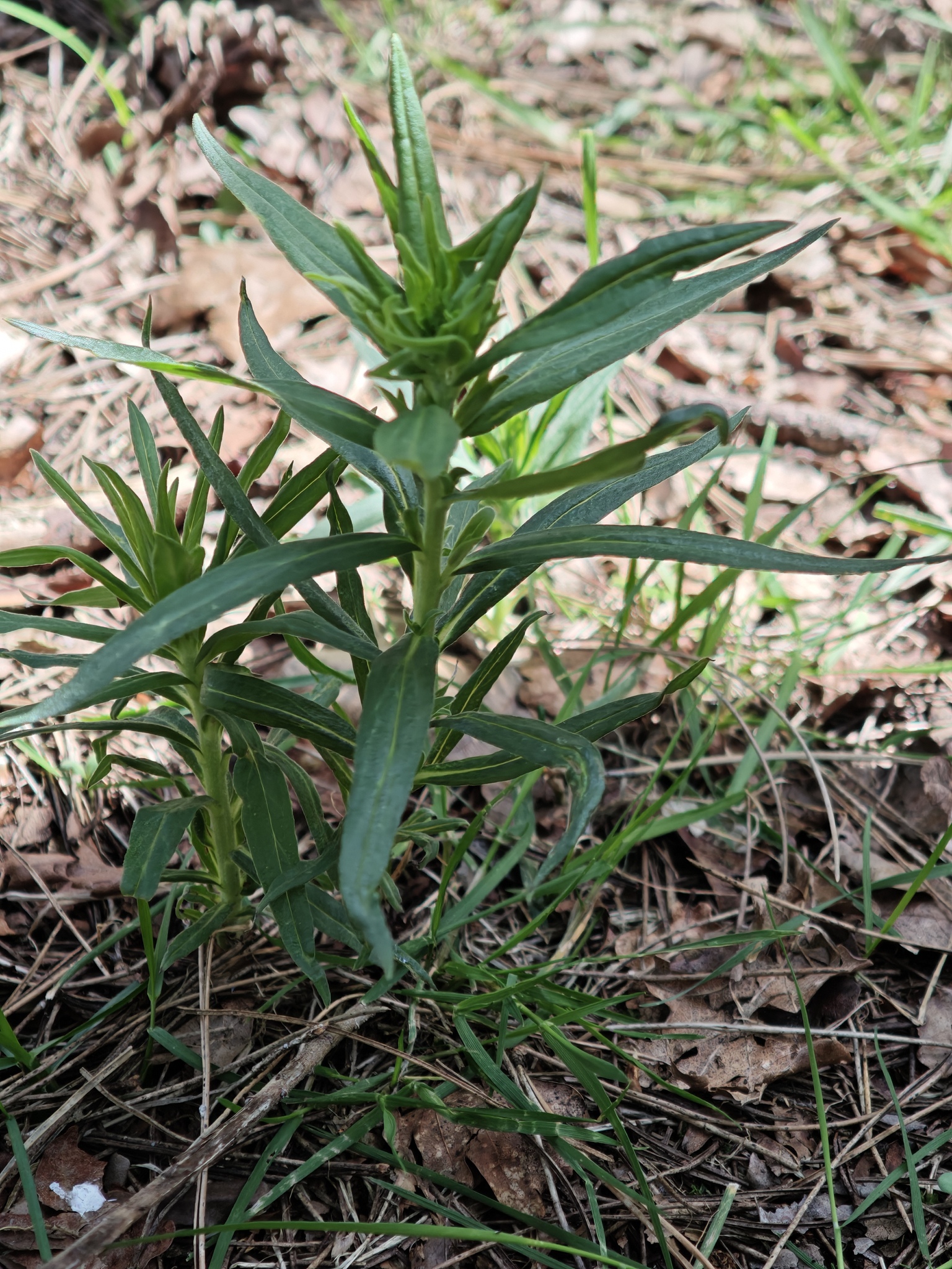 Gromwell (Lithospermum officinale)