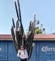 Pilosocereus alensis, photograph (c) Manuel Nicolás Madrigal Pérez, some rights reserved (CC BY)