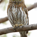 Ferruginous Pygmy-Owl - Photo (c) M.L. Watson, some rights reserved (CC BY-NC-ND)