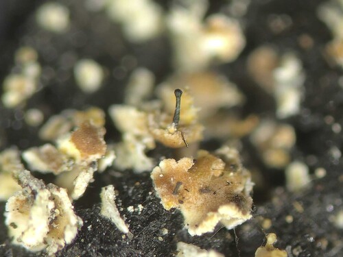 Chaenothecopsis parasitaster