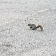 Sciurus carolinensis