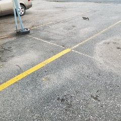 Sciurus carolinensis