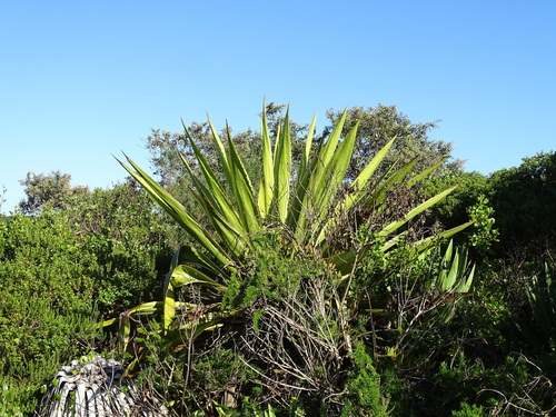 Mauritius Hemp (Furcraea foetida)