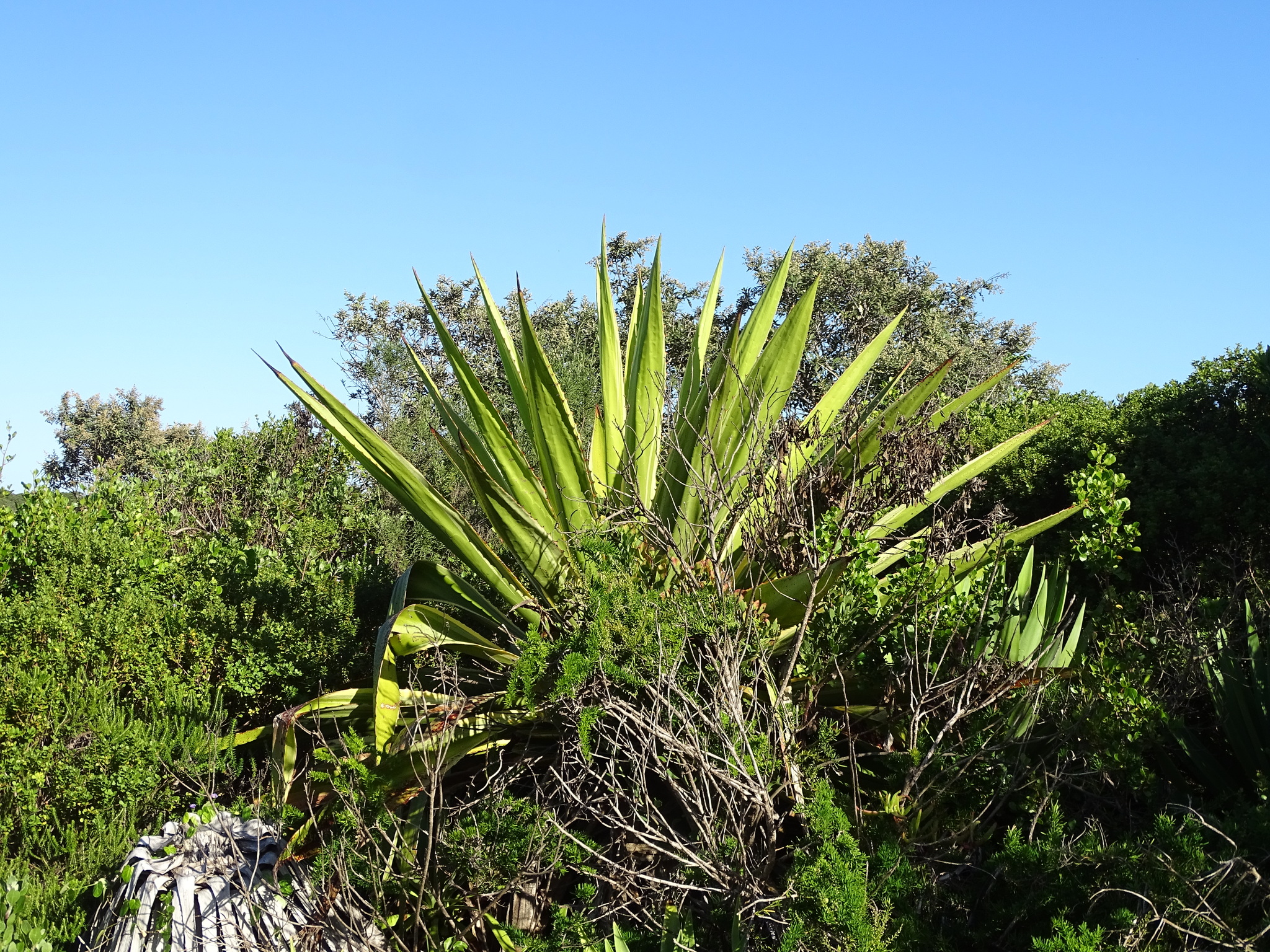 Mauritius Hemp (Furcraea foetida)