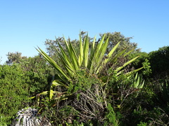 Chanvre De Maurice (Furcraea foetida)