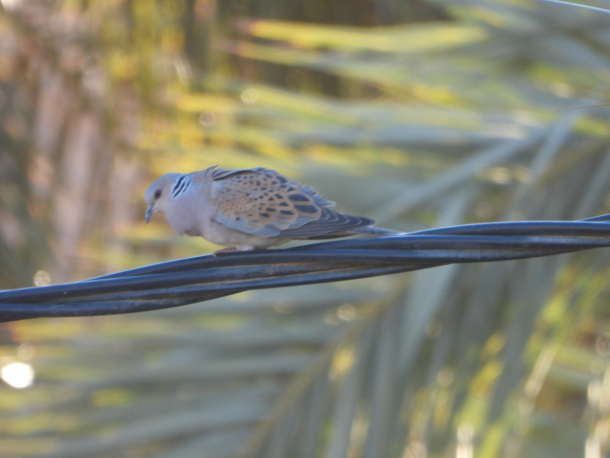 European Turtle Dove (Streptopelia turtur), photo 2