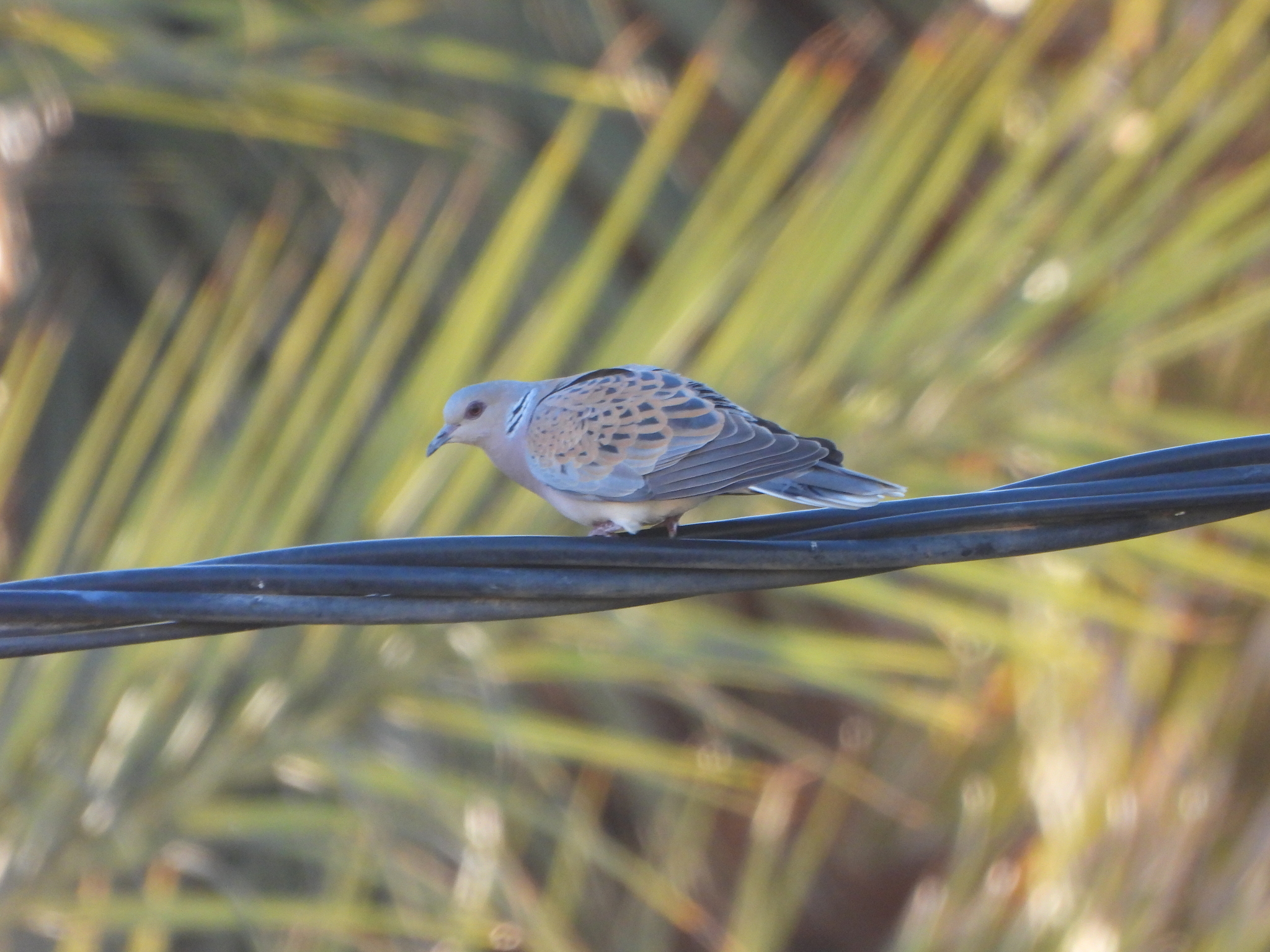 European Turtle Dove (Streptopelia turtur), photo 3
