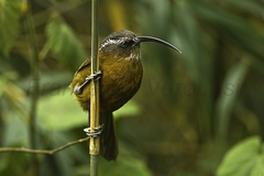 Slender-Billed Scimitar-Babbler photo 2