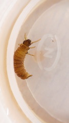 Glossosoma
