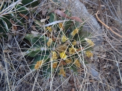 Ferocactus echidne victoriensis