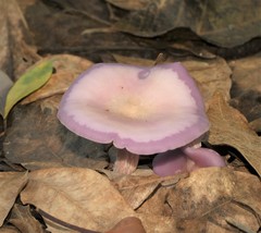 Lepista sublilacina