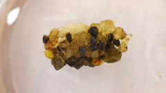 Glossosoma