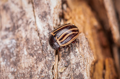 Calligrapha aeneovittata