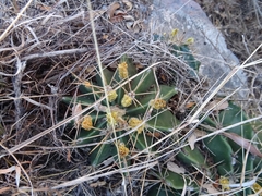 Ferocactus echidne victoriensis
