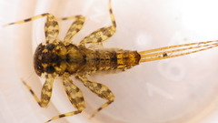 Maccaffertium mediopunctatum