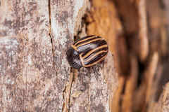Calligrapha aeneovittata