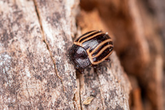 Calligrapha aeneovittata