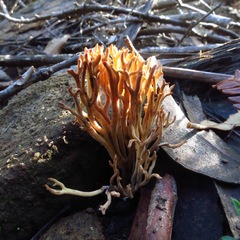 Ramaria lorithamnus