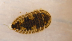 Ectopria nervosa