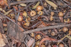 Mesomexovis variegatus